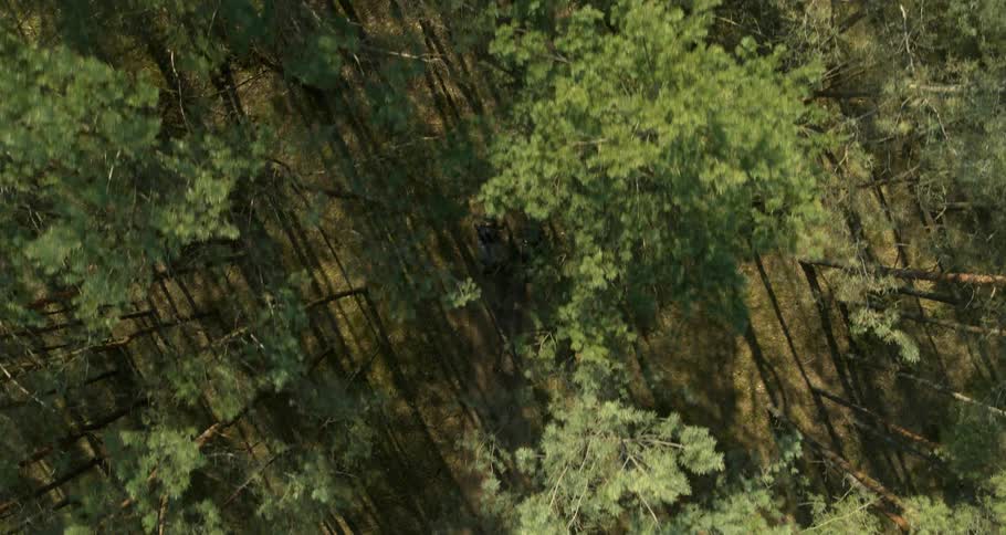 An aerial view of the trees