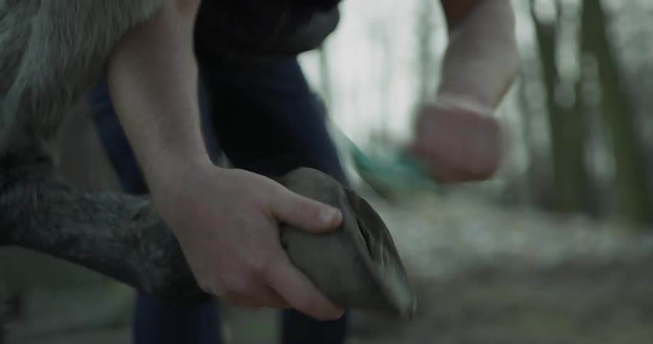 Man cleans horse's hooves with a hoof pick