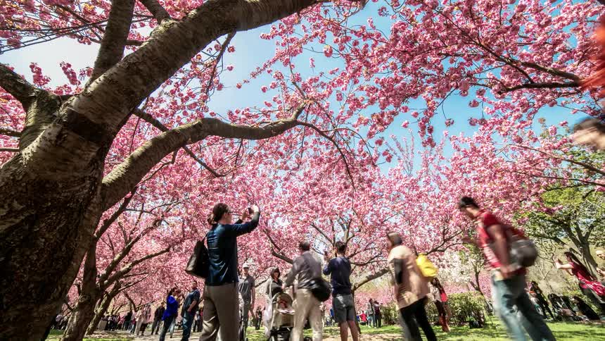 Time lapse of people walking under pink cherry blossom trees