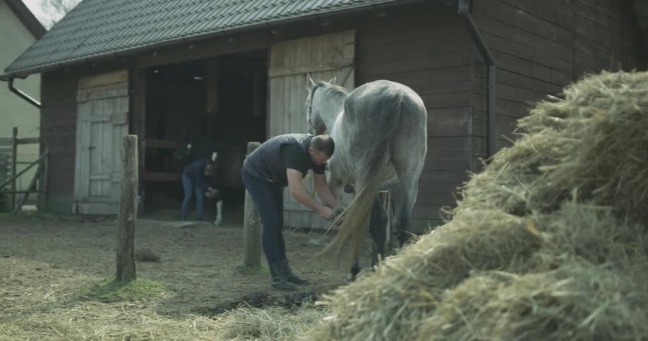 A man brushes the hoof of a horse