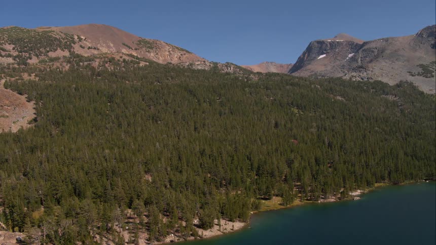 Trees at the edge of a lake