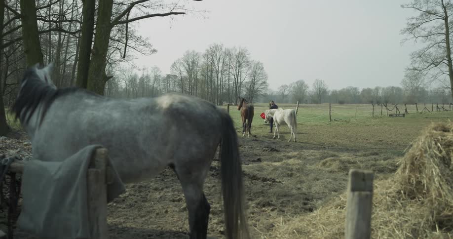 Horses are walking around the field