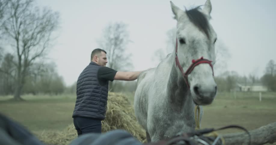 A man is brushing a horse