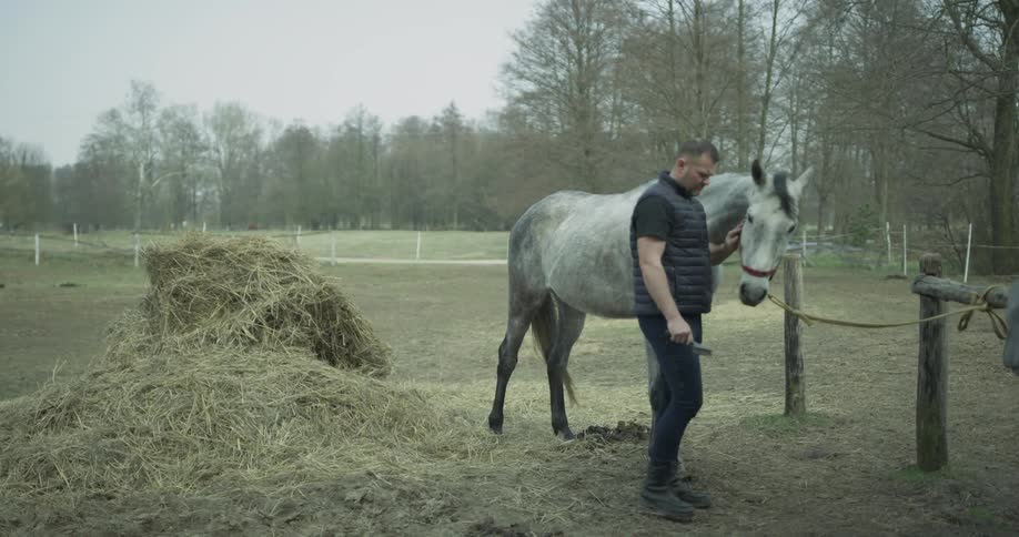A man pets a horse along its back then its neck and face