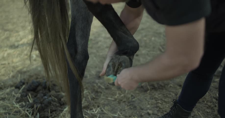 A man cleaning the bottom of a horse's hoof