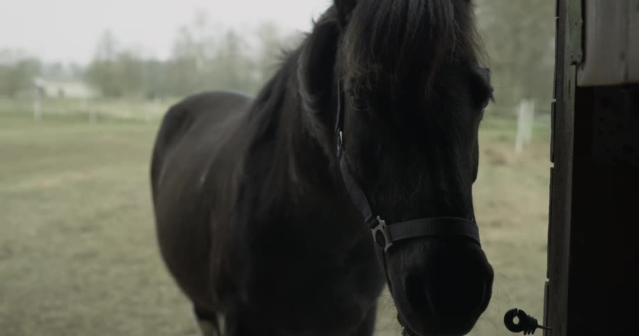 A horse standing at a stable entrance