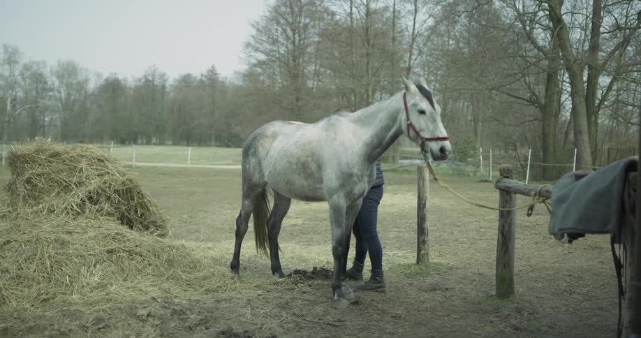 A man is brushing the tail and legs of a horse