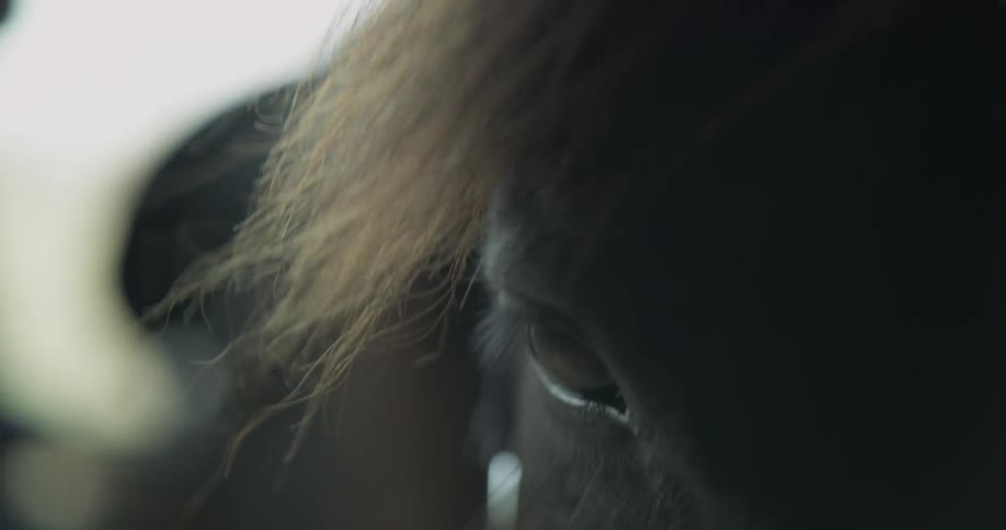 A person is next to a horse