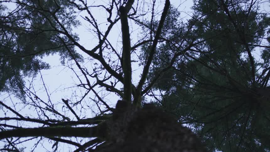 A tall tree with few leaves and a cloudy sky
