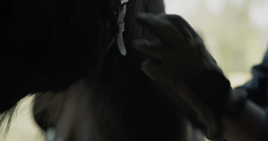 A person is make the harness on a horse tighter
