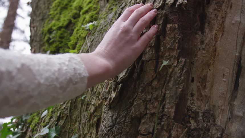 A female arm and hand caress the bark of a beautiful moss covered tree on a bright sunny day wearing a white floral dress