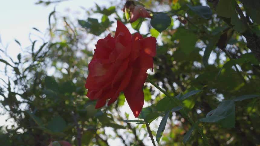 A rose growing on bush outdoors