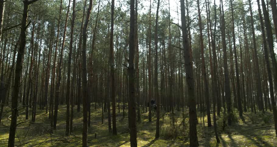 People riding horses through a forest