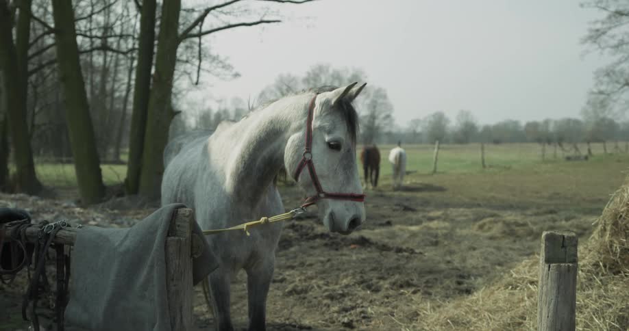 A horse is tied to a fence