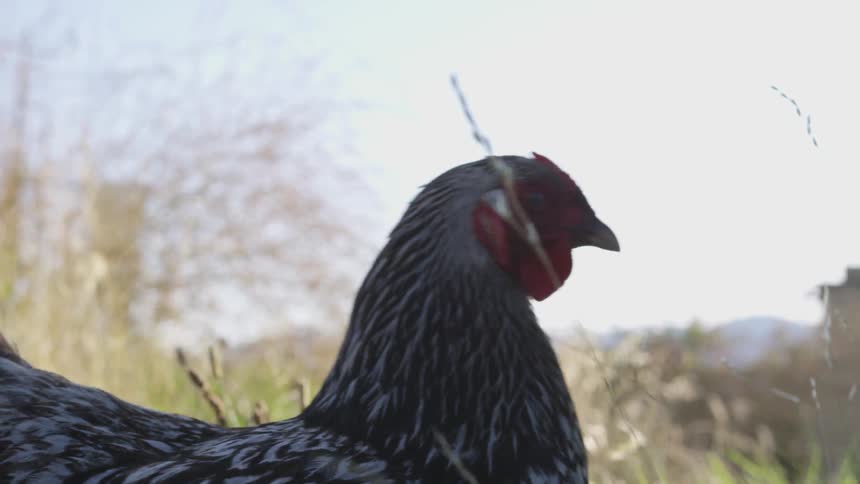 Chicken is searching for a bug in the grass