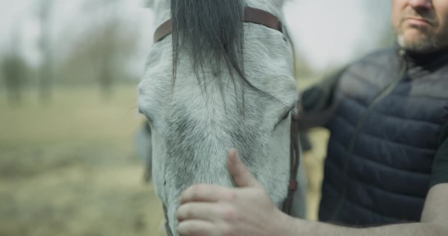 A man pets a white horse on its face