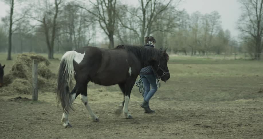 Horse Stables