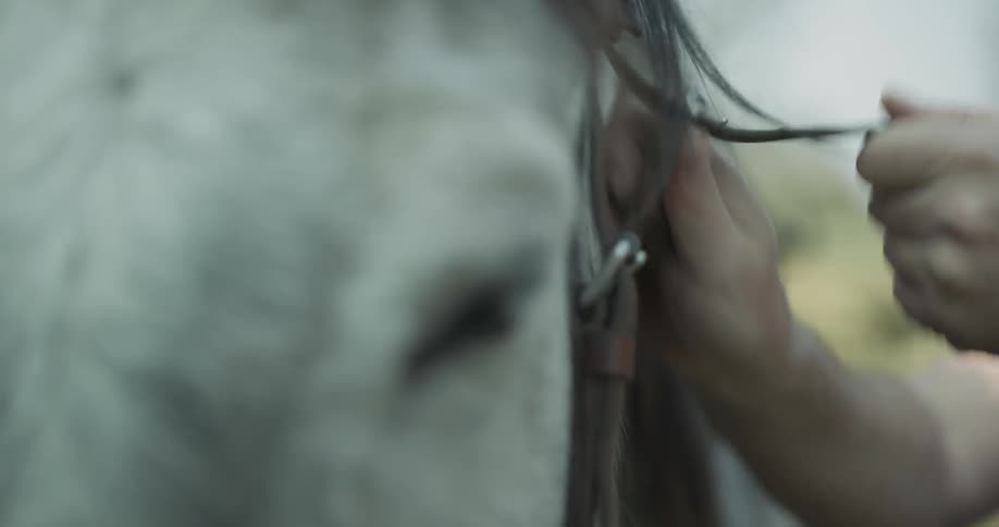 A person is by a horse outside