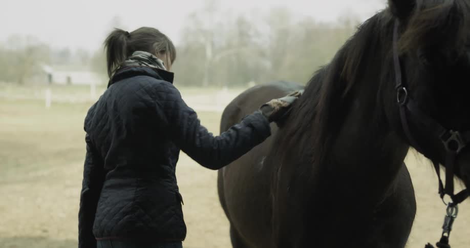 Woman brushes a horse in a pasture