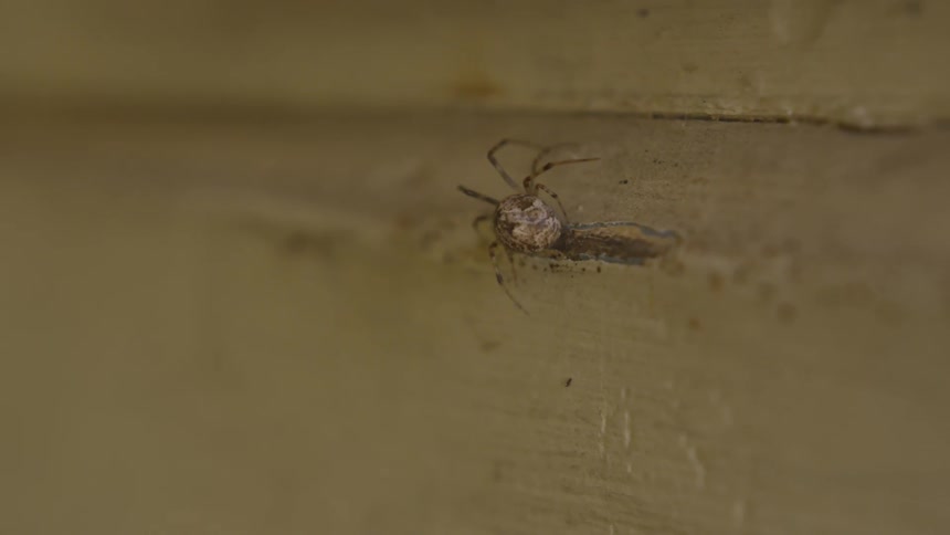 A spider is moving around