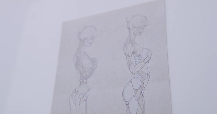 An anatomy drawing of a female body