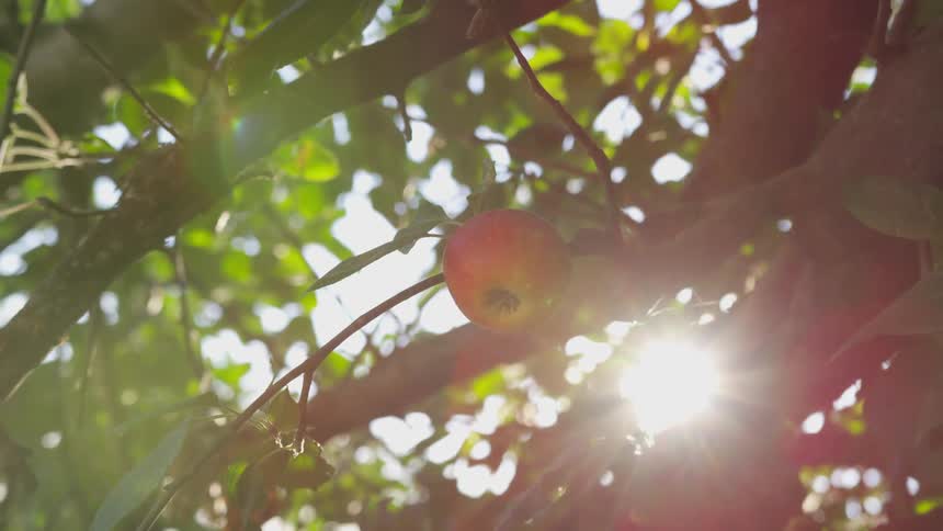 Sunlight shines through an apple tree with ripe fresh apples read to be picked on a bright sunny day