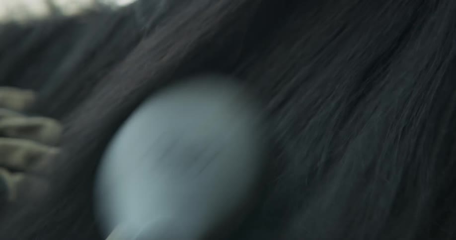 A person is brushing the hair of a horse