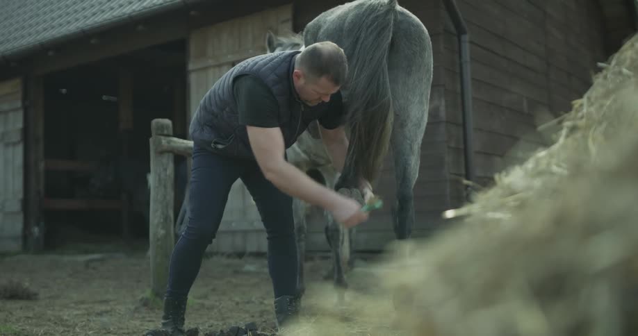 A man is brushing a horse's hoof