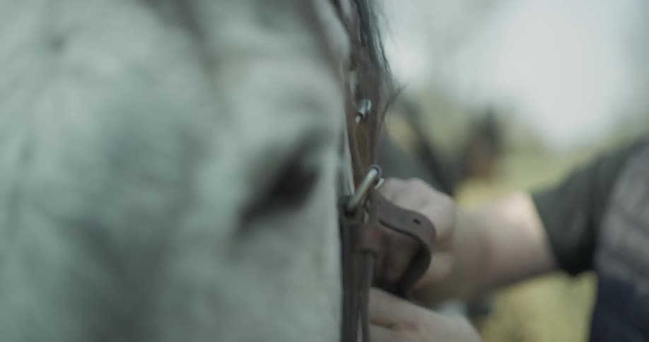Person adjusts bridle on horse