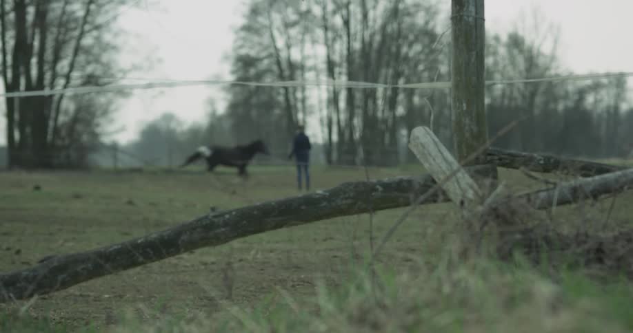 A horse runs in circles around a person