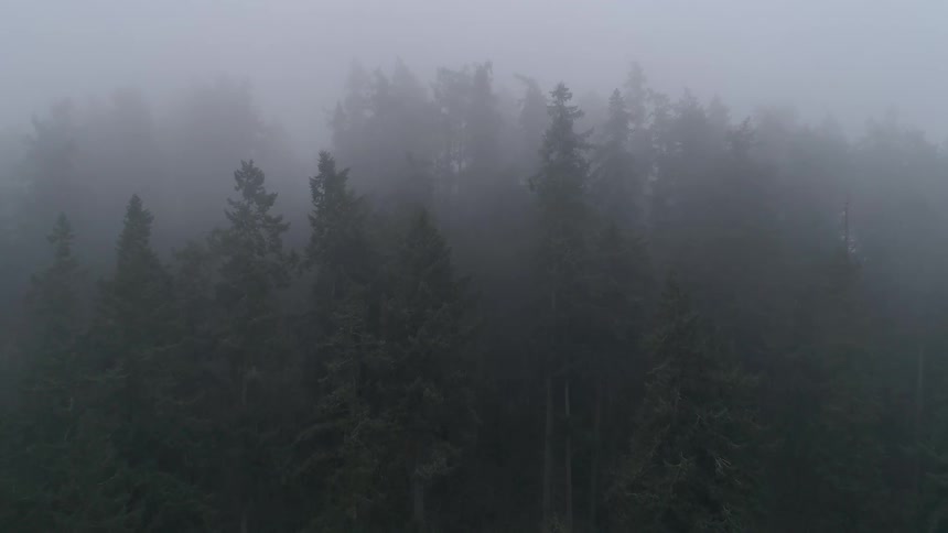 Fog envelops a forest of tall thin green trees