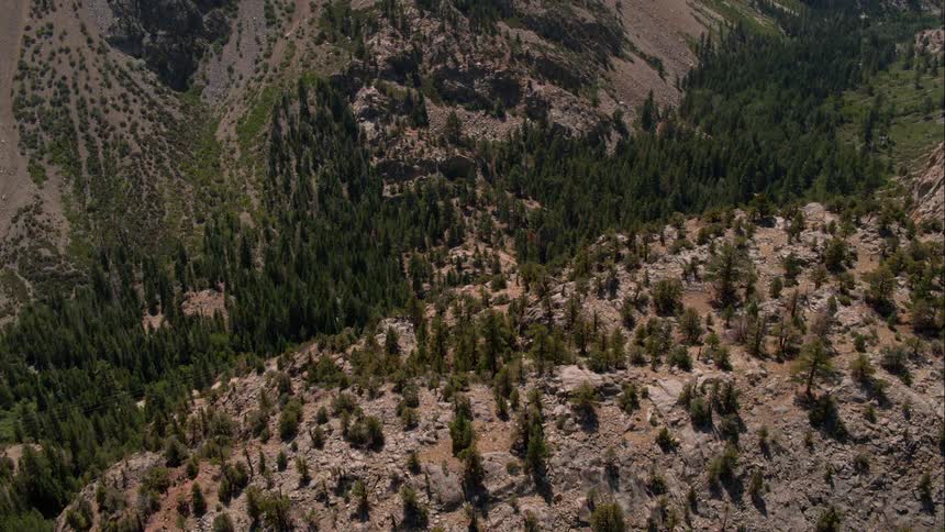 There are a lot of trees along the mountainside