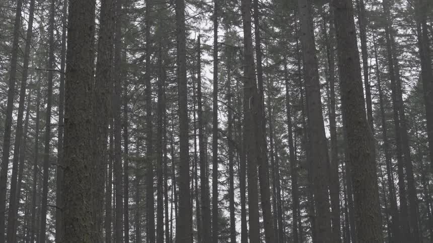 Tall skinny trees in a forest