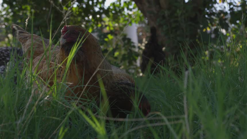 Chickens are looking for food in grass