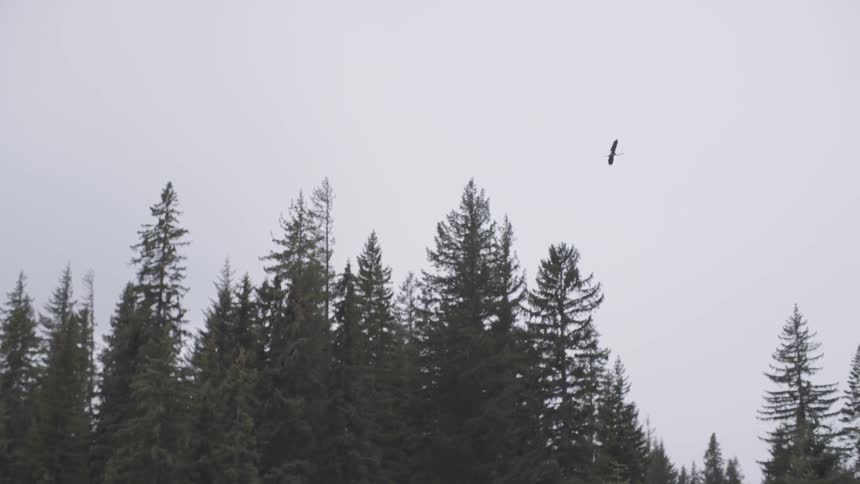 A bird flies along the forest top