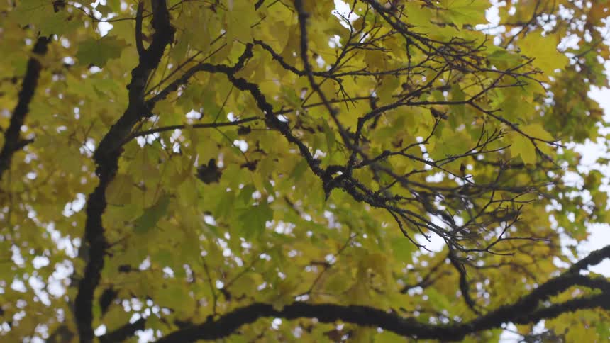 A tree with thousands of green leaves grows in the forest