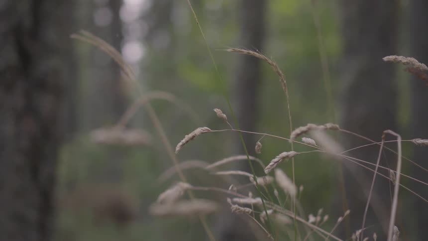 Grass grows near trees in a forest