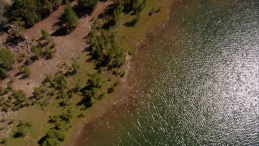 Trees and grass at the edge of a lake