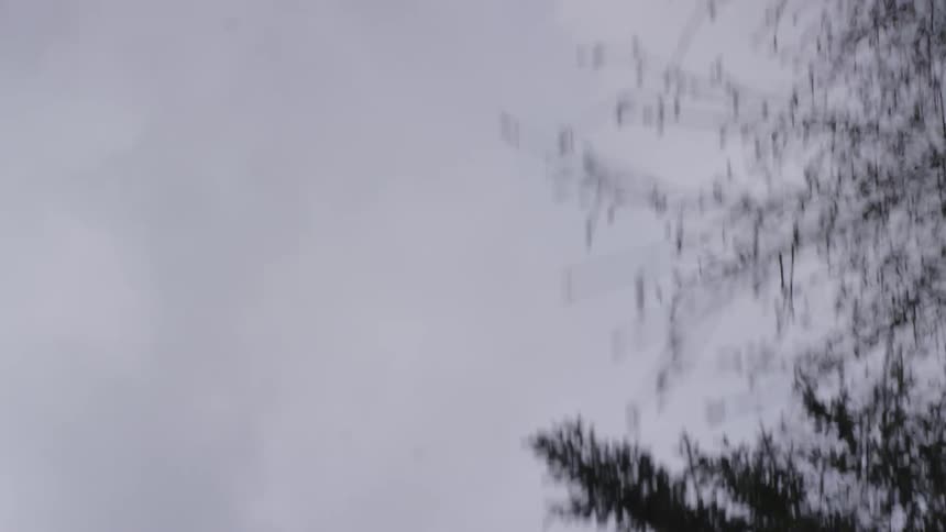 Tree branches are shown going from bottom to top
