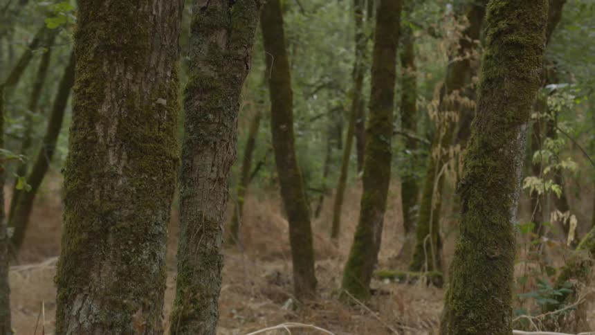 Tall thin trees on a wood