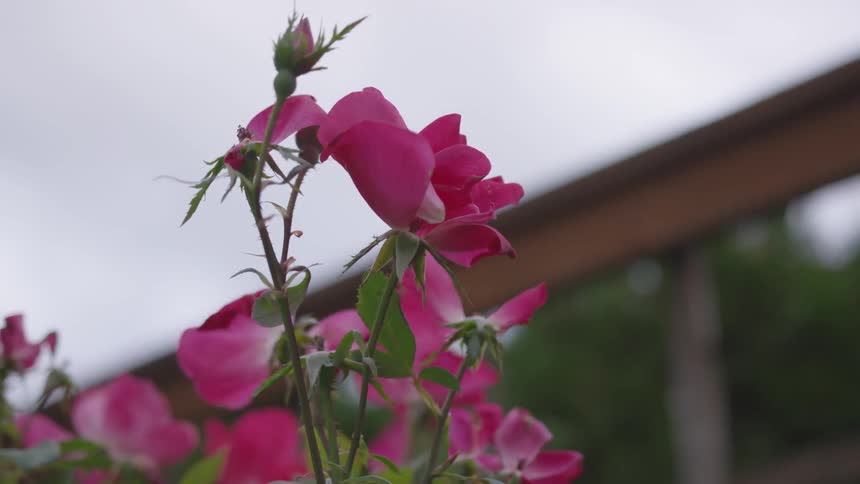 Pink flower blooms and buds in a garden