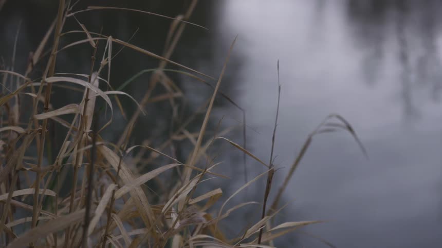 Close up of brown grass at edge of water