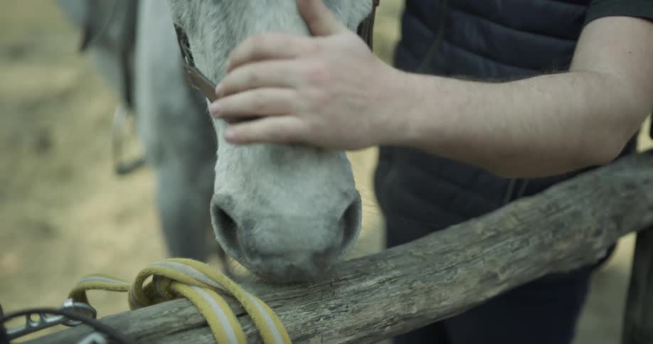 A person pets the nose of a white horse