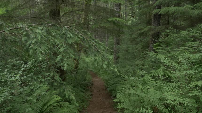 A hidden path leads through the forest of trees