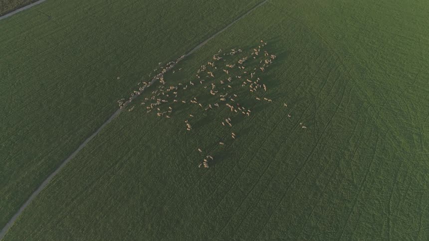 Sheep can be seen far below on a green field