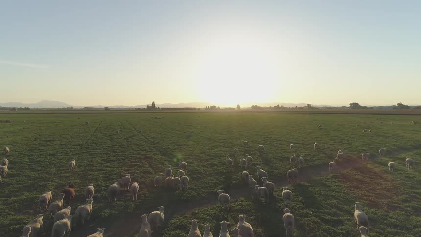 Sheep run towards a setting sun across a huge field