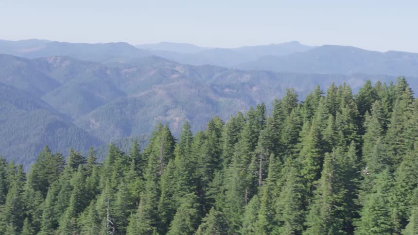 A dense forest of pine trees and mountain ranges