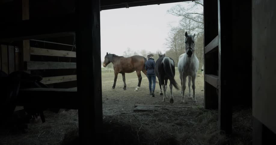 Horse Stables