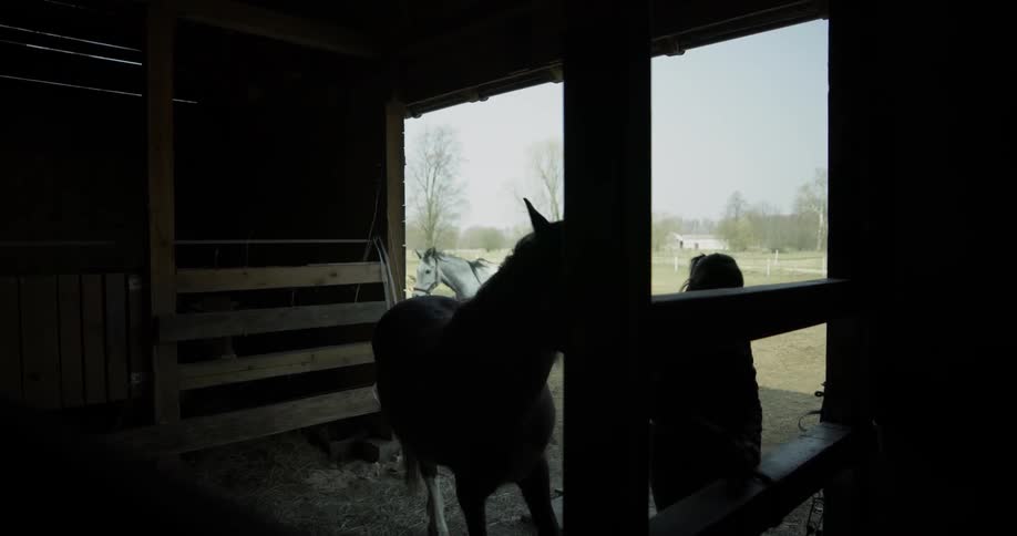 A woman is bringing a horse into a barn