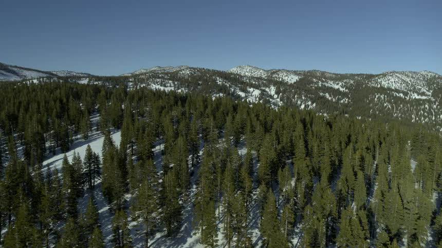 Mountain forest with snow covered ground on clear day
